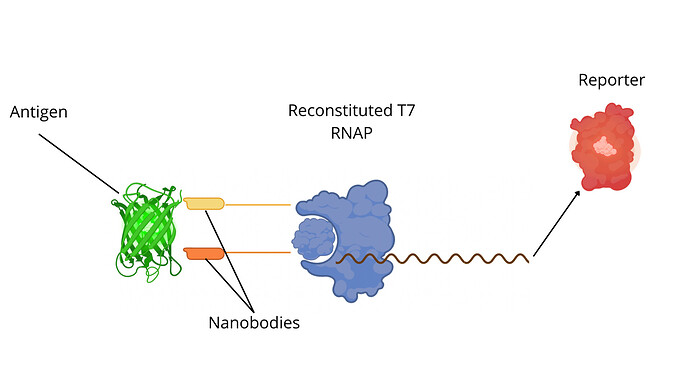 Low-cost in vitro biosensors in cell-free expression systems for detection and monitoring of viruses. SARS-Cov-2 as a Case Study. (13)