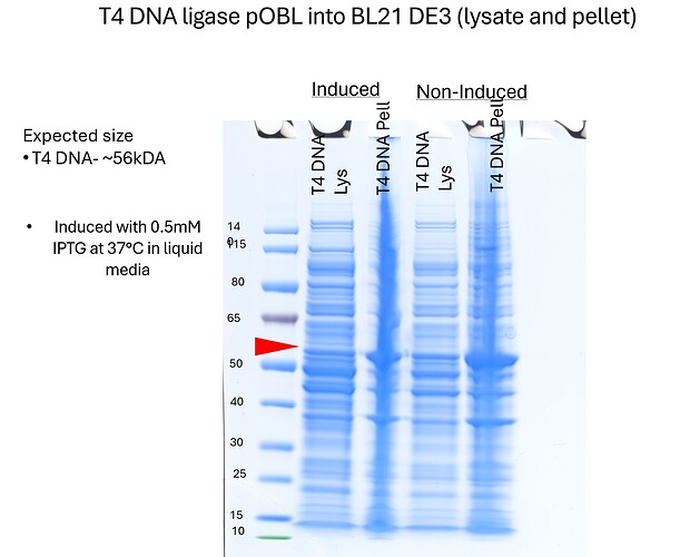 T4 DNA ligase SDS PAGE