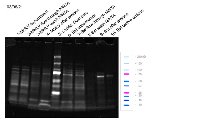 protein purification results