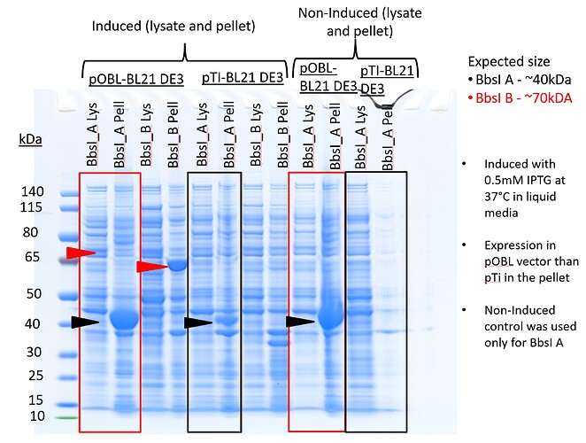 BbsI expression
